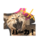 猫のきもち 犬のきもち（個別スタンプ：29）