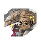 猫のきもち 犬のきもち（個別スタンプ：30）