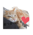 猫のきもち 犬のきもち（個別スタンプ：31）