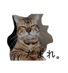 猫のきもち 犬のきもち（個別スタンプ：33）