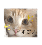 猫のきもち 犬のきもち（個別スタンプ：34）