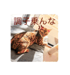 猫のきもち 犬のきもち（個別スタンプ：36）