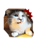 猫のきもち 犬のきもち（個別スタンプ：37）