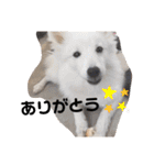 猫のきもち 犬のきもち（個別スタンプ：38）