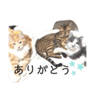 猫のきもち 犬のきもち（個別スタンプ：39）