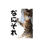 猫のきもち 犬のきもち（個別スタンプ：40）