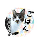 ちょこ＆あずき3（ぺとすた）（個別スタンプ：2）