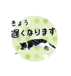 ちょこ＆あずき3（ぺとすた）（個別スタンプ：3）
