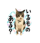 ちょこ＆あずき3（ぺとすた）（個別スタンプ：4）