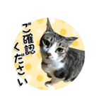 ちょこ＆あずき3（ぺとすた）（個別スタンプ：5）