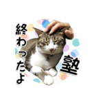 ちょこ＆あずき3（ぺとすた）（個別スタンプ：6）