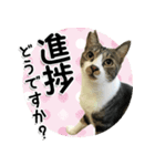 ちょこ＆あずき3（ぺとすた）（個別スタンプ：7）