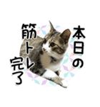 ちょこ＆あずき3（ぺとすた）（個別スタンプ：8）
