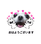 可愛い可愛いマロンとルル（個別スタンプ：1）
