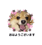 可愛い可愛いマロンとルル（個別スタンプ：2）