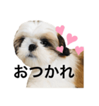 シーズーピコスタンプ（個別スタンプ：7）