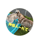 シベリアンハスキーのウィル坊（個別スタンプ：1）