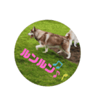 シベリアンハスキーのウィル坊（個別スタンプ：4）