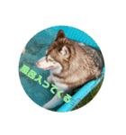シベリアンハスキーのウィル坊（個別スタンプ：5）