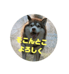 シベリアンハスキーのウィル坊（個別スタンプ：10）