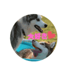 シベリアンハスキーのウィル坊（個別スタンプ：11）