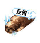 シーズーファミリー♪（個別スタンプ：14）