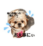 シーズーファミリー♪（個別スタンプ：33）