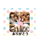 シーズーファミリー♪（個別スタンプ：36）