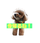 小さいトイプードルマシューくん②（個別スタンプ：1）
