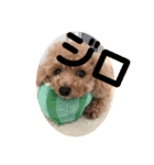小さいトイプードルマシューくん②（個別スタンプ：2）
