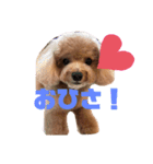 小さいトイプードルマシューくん②（個別スタンプ：3）