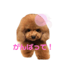 小さいトイプードルマシューくん②（個別スタンプ：8）