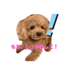小さいトイプードルマシューくん②（個別スタンプ：13）