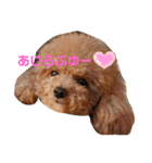 小さいトイプードルマシューくん②（個別スタンプ：15）
