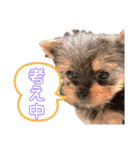 シュシュすたんぷ♪（個別スタンプ：2）