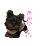 シュシュすたんぷ♪（個別スタンプ：4）