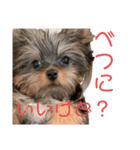 シュシュすたんぷ♪（個別スタンプ：9）