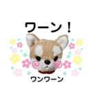 ころちゃんスタンプpart2（個別スタンプ：15）
