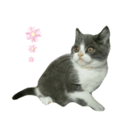 花で遊ぶネコ（個別スタンプ：1）