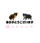 花で遊ぶネコ（個別スタンプ：2）