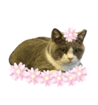 花で遊ぶネコ（個別スタンプ：7）