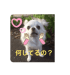 チロル2.5（個別スタンプ：15）