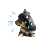 うちのぶんた 2（個別スタンプ：21）