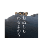 うちのぶんた 2（個別スタンプ：32）