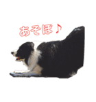 ボーダーコリーとの生活（個別スタンプ：1）