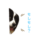 ボーダーコリーとの生活（個別スタンプ：6）