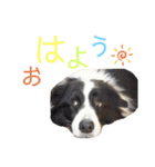 ボーダーコリーとの生活（個別スタンプ：11）