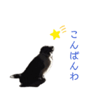 ボーダーコリーとの生活（個別スタンプ：12）