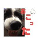 ボーダーコリーとの生活（個別スタンプ：13）