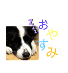 ボーダーコリーとの生活（個別スタンプ：15）